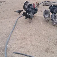 بوقلمون|حیوانات مزرعه|پلدشت, |دیوار