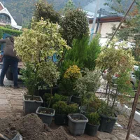 گلکاری و هرس و سمپاشی|خدمات باغبانی و درختکاری|نوشهر, |دیوار