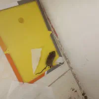 سمپاشی ویژه سراسر تهران کلیه حشرات موش ساس وغیره