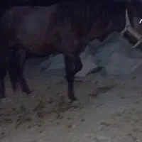 کره نریون یورقه فروشی|اسب و تجهیزات اسبسواری|هزار مسجد, |دیوار