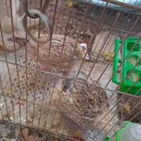 فروش بلدرچین