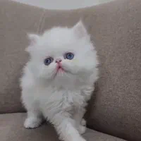 پرشین سفید|گربه|کرج, کوی کارمندان شمالی|دیوار