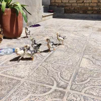 جوجه گلین چهل روزه