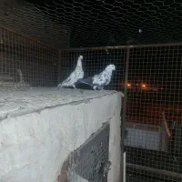 کبوتر|پرنده|بیرجند, |دیوار