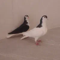 ساده سیاه و کلاغ|پرنده|نیشابور, شهرک اندیشه|دیوار