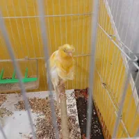 قناری|پرنده|مشهد, نظام دوست|دیوار