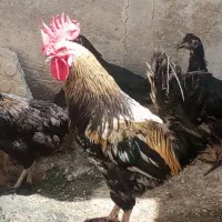 مرغ و خروس