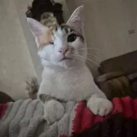 سرپرستی گربه