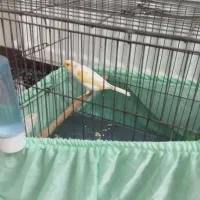 قناری نر|پرنده|تهران, هاشمآباد|دیوار