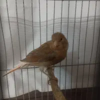 پرنده|پرنده|شیروان (خراسان), |دیوار