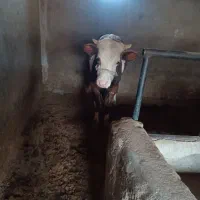 گوساله نر و ماده سیمین قرمز