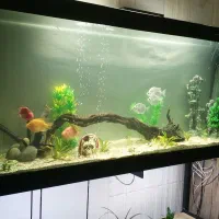 شیشه آکواریوم و میز (رامشیر)