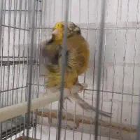 قناری فروشی دربهار|پرنده|بهار, |دیوار