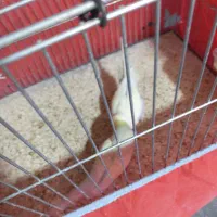 مرغ عشق جوجه بده