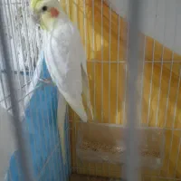 عروس  لوتینو