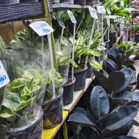 حراج/گیاه آپارتمانی|گل و گیاه طبیعی|مشهد, شهید رضوی|دیوار