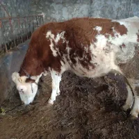 فروش گاو سیمیتال