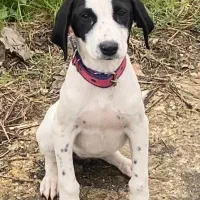 واگذاری سگ سه ماهه زیبا