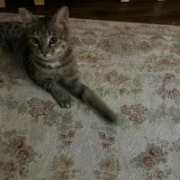 واگذاری بچه گربه ۴ ماهه