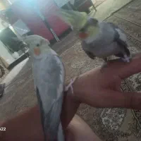 دو عدد عروس هلندی زیبا نرو ماده.  سخنگو