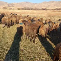 گوسفند آبستن|حیوانات مزرعه|مریوان, |دیوار