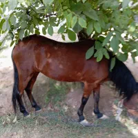 اسب مادیون کردی