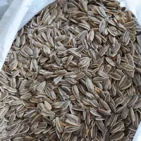 تخمه s400 خوی