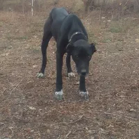 سگ سرابی|سگ|تبریز, |دیوار