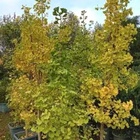 ژینکو جعبه ۴۰و۴۵،شمشاد طلایی وصال۳۰