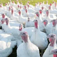 بوقلمون گوشتی ۱۵ کیلو