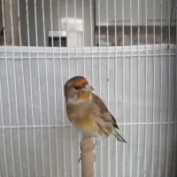 سهره قناری نر