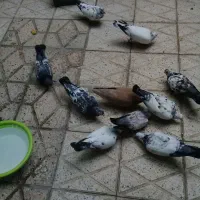 کفتر|پرنده|مشهد, رستگار|دیوار