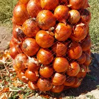 نیاز به کارگر برای برداشت پیاز