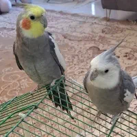 باعرض سلام یک جفت عروس هلندی سالم وسرحال نروماده|پرنده|مشهد, شایه|دیوار