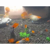 گوپی کوی بالن