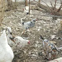 مرغ بومی.گلین