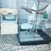 فروش عروس هلندی مولد با جوجه|پرنده|بندرعباس, |دیوار