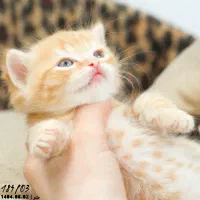 گربه اسکاتیش بریتیش پرشین|گربه|تبریز, |دیوار