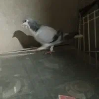 کبوتر|پرنده|محمدیه-قزوین, |دیوار