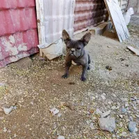 چند قلاده سگ فروشی