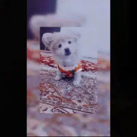 واگذاری پامر اشپیتز رایگان