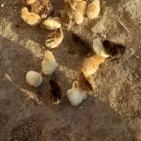 جوجه محلی زیز مرغی  ۳ روزه