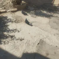 کبوتر زاغ|پرنده|سمیرم, |دیوار