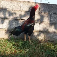 خروس لاری اصل