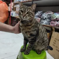 واگذاری رایگان بچه گربه