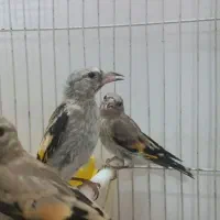 سهره سبیل زده نر گردن کلفت|پرنده|مشهد, هفت تیر (حافظ)|دیوار