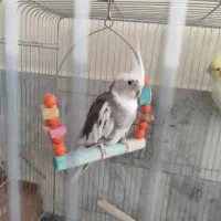 عروس هلندی گم شده