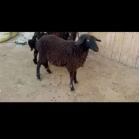 فروش پنج عدد بره چهار تا نر یکی ماده