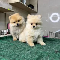 سگ‌ پامر خرسی بوفیس‌ سایز تیکاپ حرفه ای|سگ|تهران, شهرک آپادانا|دیوار