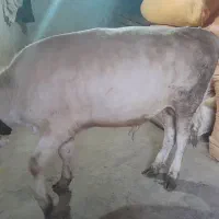 فروش.گوساله
